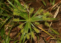 Cyperus meyenianus