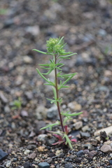Phacelia linearis