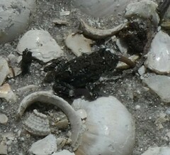 Anaxyrus terrestris