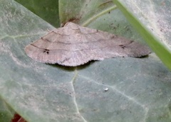 Digrammia muscariata