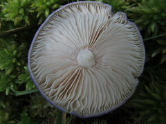 Entoloma indigoferum