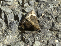 Hypena