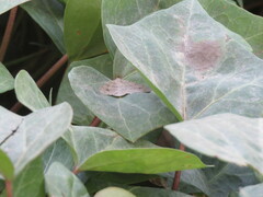 Digrammia muscariata