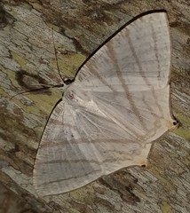 Phrygionis platinata