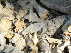 Digrammia muscariata