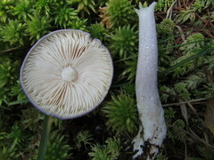 Entoloma indigoferum