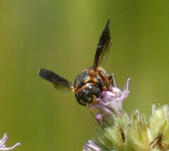 Anthidiellum perplexum