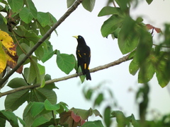 Cacicus cela vitellinus