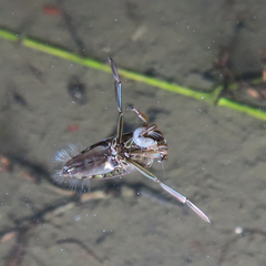 Notonecta triguttata