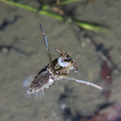 Notonecta triguttata