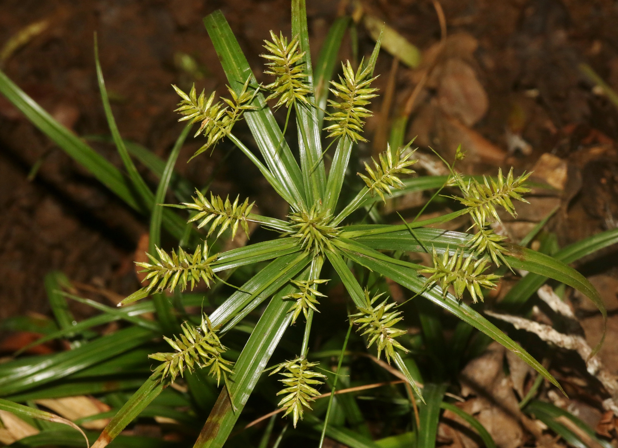 Cyperus meyenianus