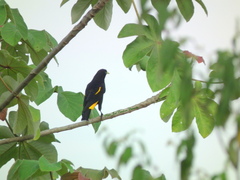 Cacicus cela vitellinus