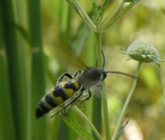 Pygodasis quadrimaculata