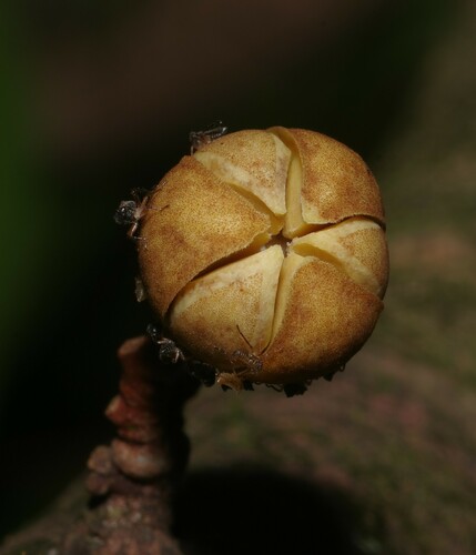 Anaxagorea acuminata