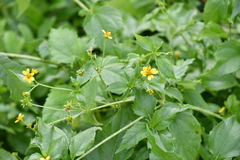 Wollastonia biflora