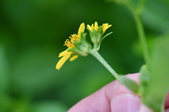 Wollastonia biflora