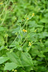 Wollastonia biflora