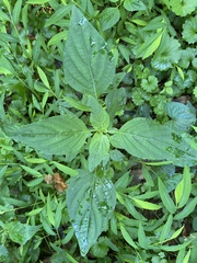 Dicliptera brachiata