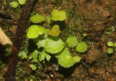 Begonia hirtella