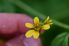 Wollastonia biflora