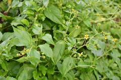 Wollastonia biflora