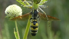 Pygodasis quadrimaculata
