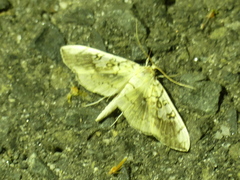 Pantographa limata