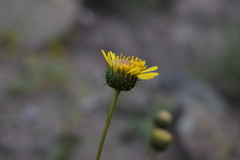 Haplopappus uncinatus