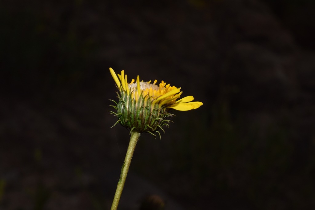 Haplopappus uncinatus