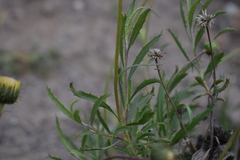 Haplopappus uncinatus