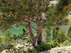 Pinus aristata