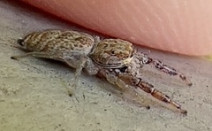 Hentzia