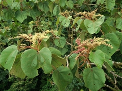Heliocarpus
