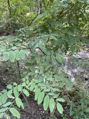 Amorpha fruticosa