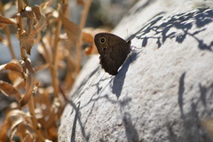 Cercyonis sthenele