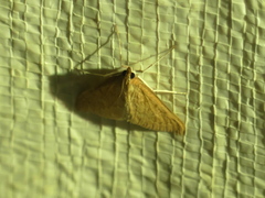 Saucrobotys futilalis