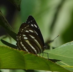 Neptis nata