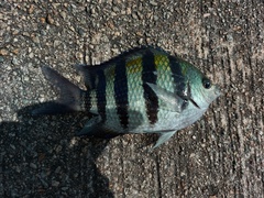 Abudefduf vaigiensis