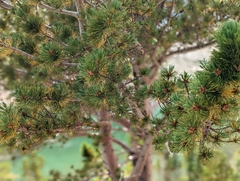 Pinus aristata