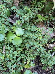 Gaultheria hispidula