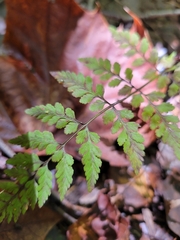 Cystopteris protrusa