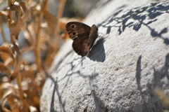 Cercyonis sthenele