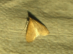 Saucrobotys futilalis