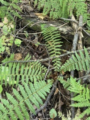 Polystichum braunii