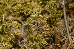 Thuidium