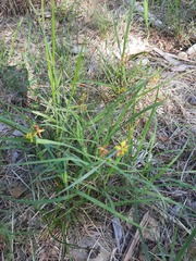 Galphimia angustifolia