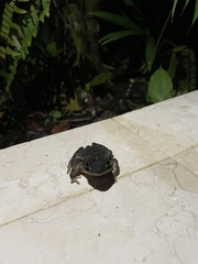 Incilius melanochlorus
