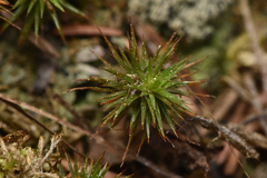 Polytrichum juniperinum