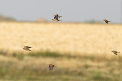 Calcarius lapponicus