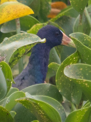 Porphyrio martinica